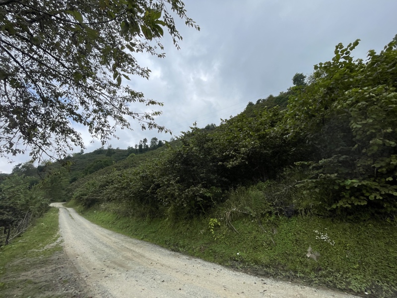 GİRESUN BULANCAK'TA 4.652 M2 SATILIK FINDIK BAHÇESİ